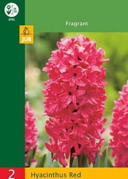 X   2 HYACINTHUS RED 14/15