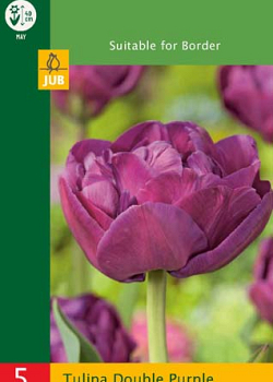 X   5 TULIPA DOUBLE PURPLE 10/11