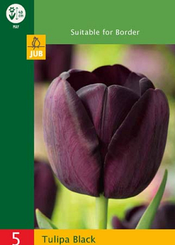 X   5 TULIPA TRIUMPH BLACK 10/11