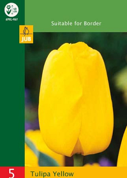 X   5 TULIPA TRIUMPH YELLOW 10/11