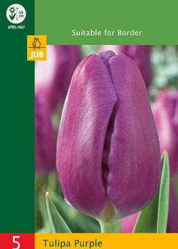 X   5 TULIPA TRIUMPH PURPLE 10/11