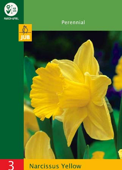 X   3 NARCISSUS TRUMPET YELLOW 10/12