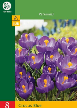 X   8 CROCUSES LARGE FLOWERING BLUE 6/7