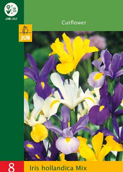 X   8 IRIS HOLLANDICA MIX 6/7