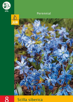 X   8 SCILLA SIBERICA 6/7