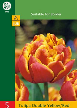 X   5 TULIPA DOUBLE YELLOW/RED 10/11