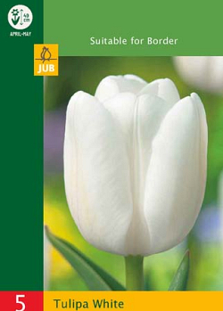X   5 TULIPA TRIUMPH WHITE 10/11