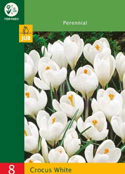 X   8 CROCUSES LARGE FLOWERING WHITE 6/7