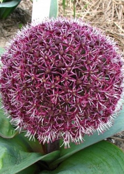 X 100 ALLIUM RED GIANT 14/16