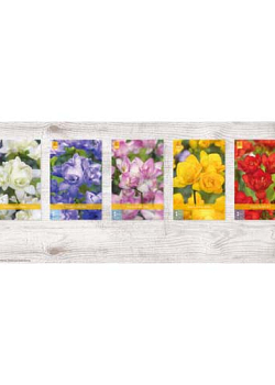 X  1000 FREESIA DUBBEL NJ 5/+