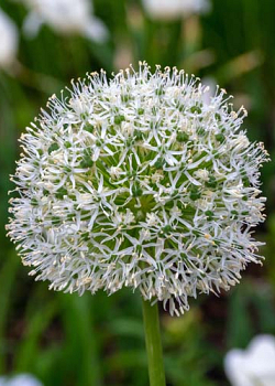 X   25 ALLIUM WHITE GIANT 20/+