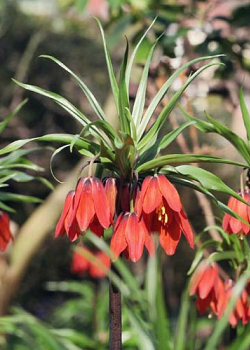 X   10 FRITILLARIA IMP. RED BEAUTY 20/+