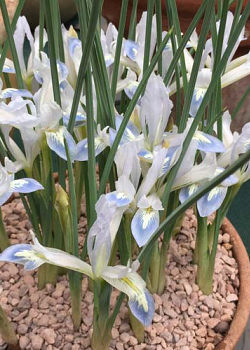 X 100 IRIS RETICULATA FROZEN PLANET 5/6