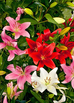 X   50 LILIUM AZIATISCH GEMENGD 16/18
