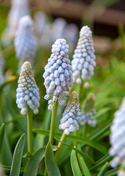 X 100 MUSCARI BABYS BREATH 8/+