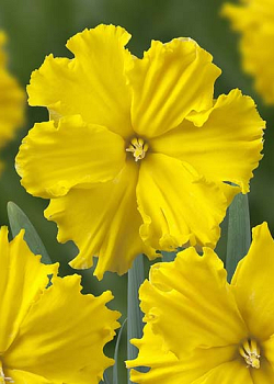 X 100 NARCISSUS GOLD DISC 12/14