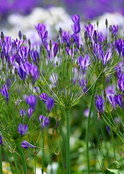 X 100 TRITELEIA CORRINA 5/6