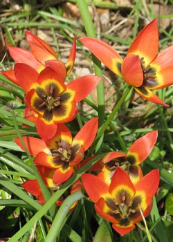 X 100 TULIPA LITTLE PRINCESS 6/+