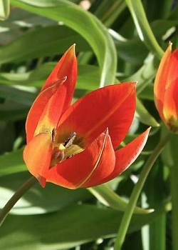 X 100 TULIPA WHITTALLII 6/+