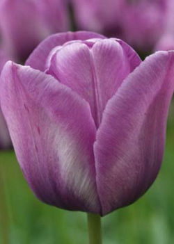 X 100 TULIPA BLEU AIMABLE 12/+