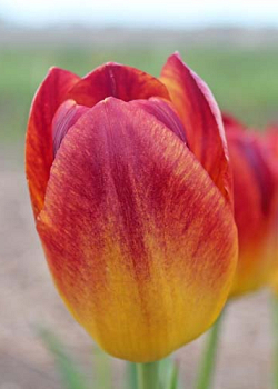 X 100 TULIPA AMBERGLOW 11/12