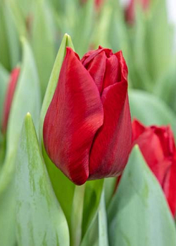 X 100 TULIPA DYNAMO 12/+