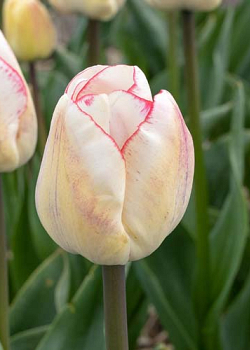 X 100 TULIPA HUGS AND KISSES 12/+