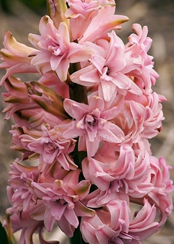 X   50 HYACINTHUS DUBBEL ROZE 15/16