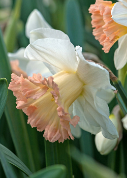 X 100 NARCISSUS BRITISH GAMBLE 12/14