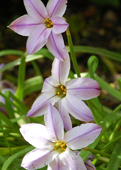 X 100 IPHEION UNIFLORUM 4/+