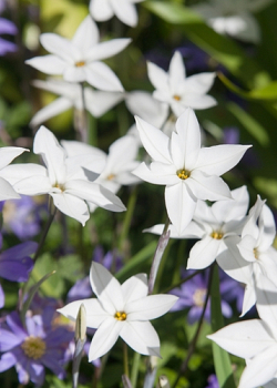 X 100 IPHEION UNIFLORUM ALBERTO CASTILLO 5/+