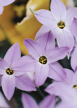 X 100 IPHEION UNIFLORUM WISLEY BLUE 4/+