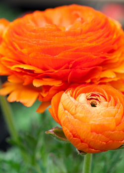 X 100 RANUNCULUS ORANJE 6/7