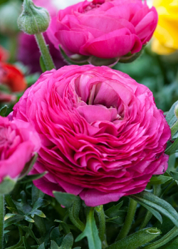 X 100 RANUNCULUS ROZE 6/7