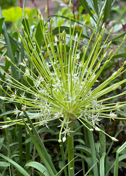 X   25 ALLIUM ARCTIC SNOW 12/14