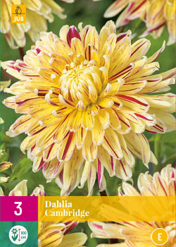 X 3 DAHLIA CAMBRIDGE I