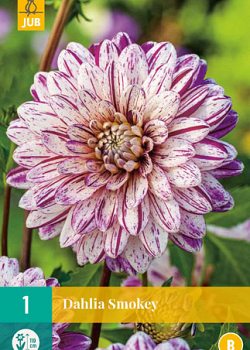 X 1 DAHLIA SMOKEY I