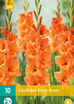 X 10 GLADIOLUS PETER PEARS 12/14