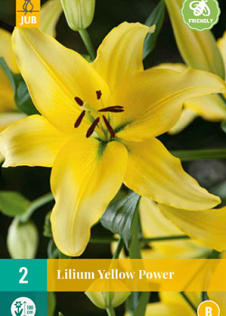 X 2 LILIUM YELLOW POWER 14/16