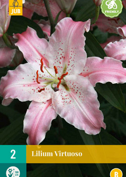 X 2 LILIUM VIRTUOSO 14/16