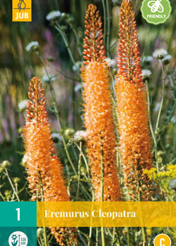 X   1 EREMURUS CLEOPATRA I