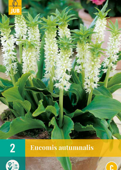 X   2 EUCOMIS AUTUMNALIS 14/16