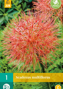 X   1 SCADOXUS MULTIFLORUS 16/18