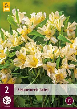 X 2 ALSTROEMERIA LUTEA I