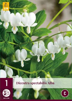 X 1 DICENTRA SPECTABILIS ALBA  2/3