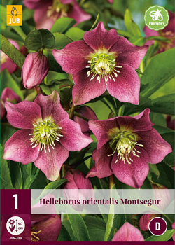 X 1 HELLEBORUS ORIENTALIS MONTSEGUR I