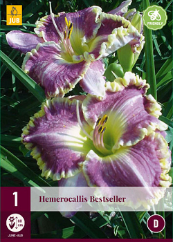 X 1 HEMEROCALLIS BESTSELLER I