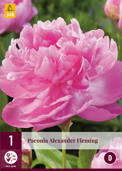 X 1 PAEONIA ALEXANDER FLEMING 2/3