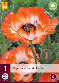 X 1 PAPAVER PICOTEE I