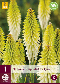 X 1 TRITOMA (KNIPHOFIA) ICE QUEEN I